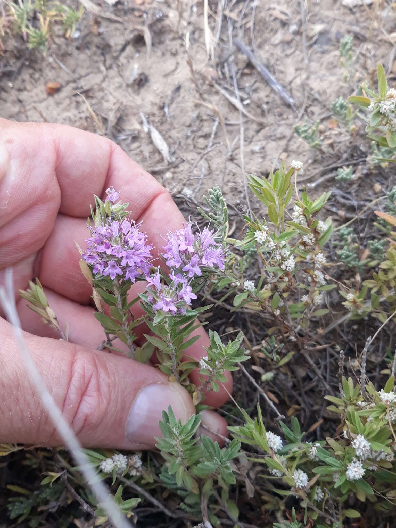 Image of Thymus numidicus Poir.