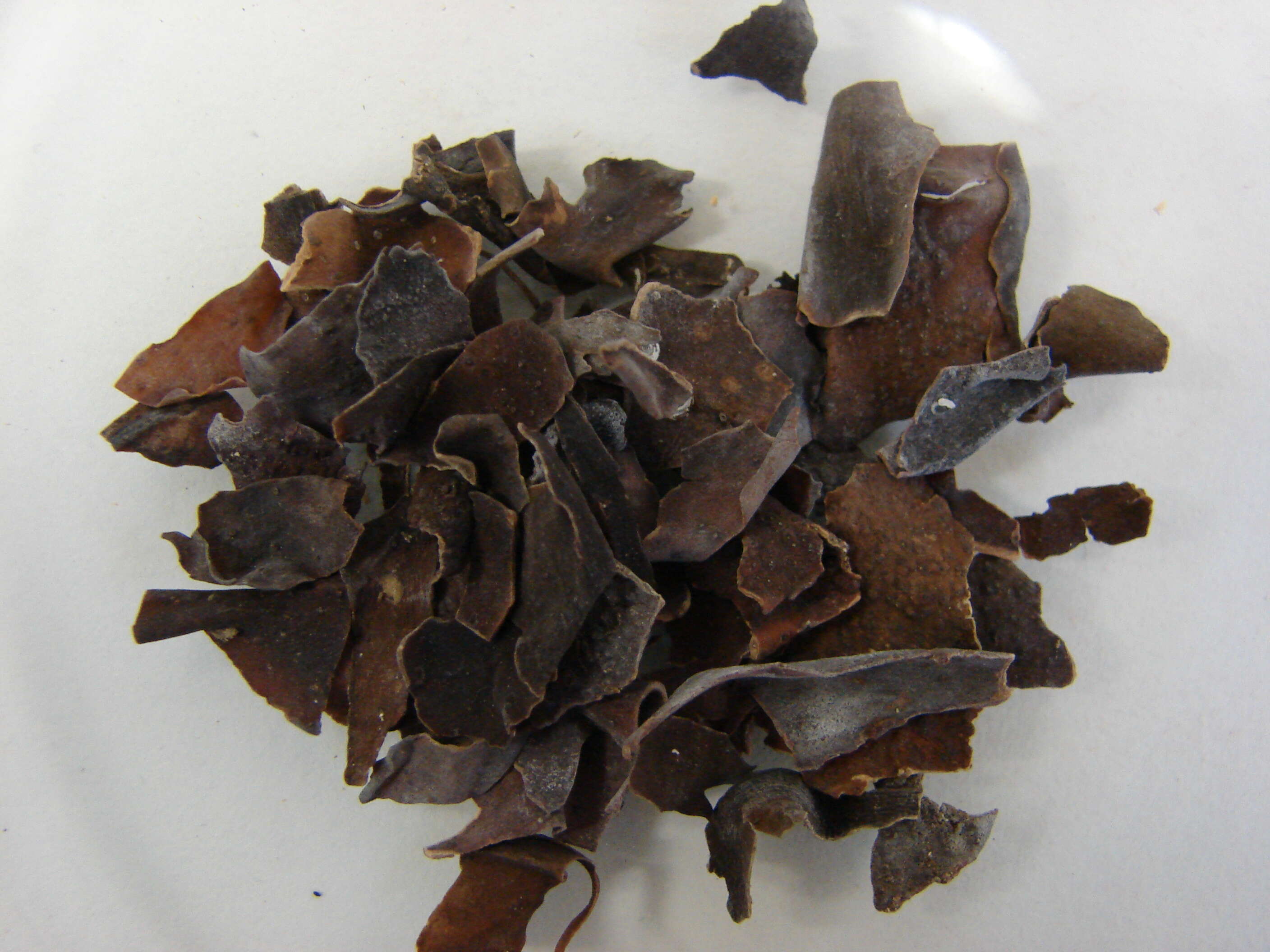 Image of Bladder Wrack