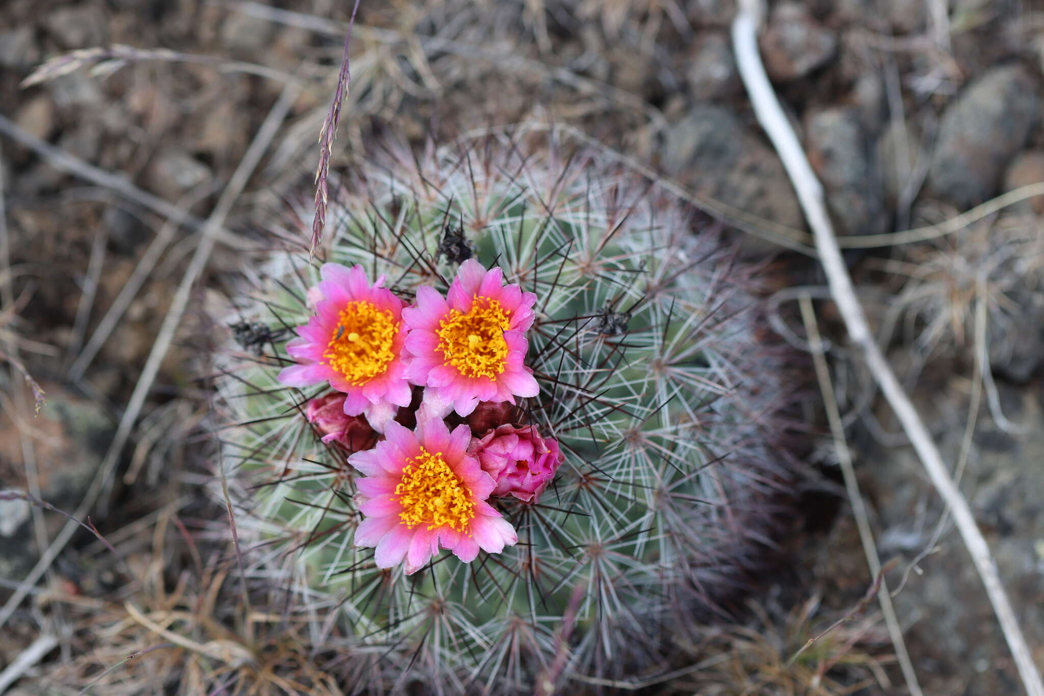 Image of Simpson's Hedgehog Cactus