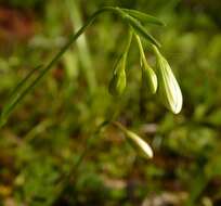 Sivun Gagea graeca (L.) Irmisch kuva