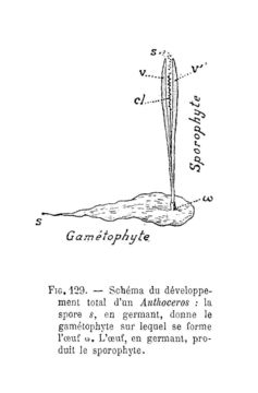 Image of Anthoceros
