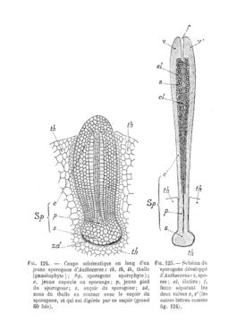 Image of Anthoceros
