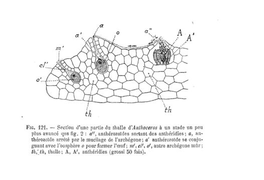 Image of Anthoceros
