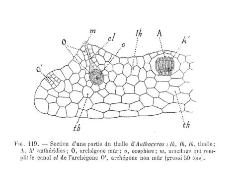 Image of Anthoceros