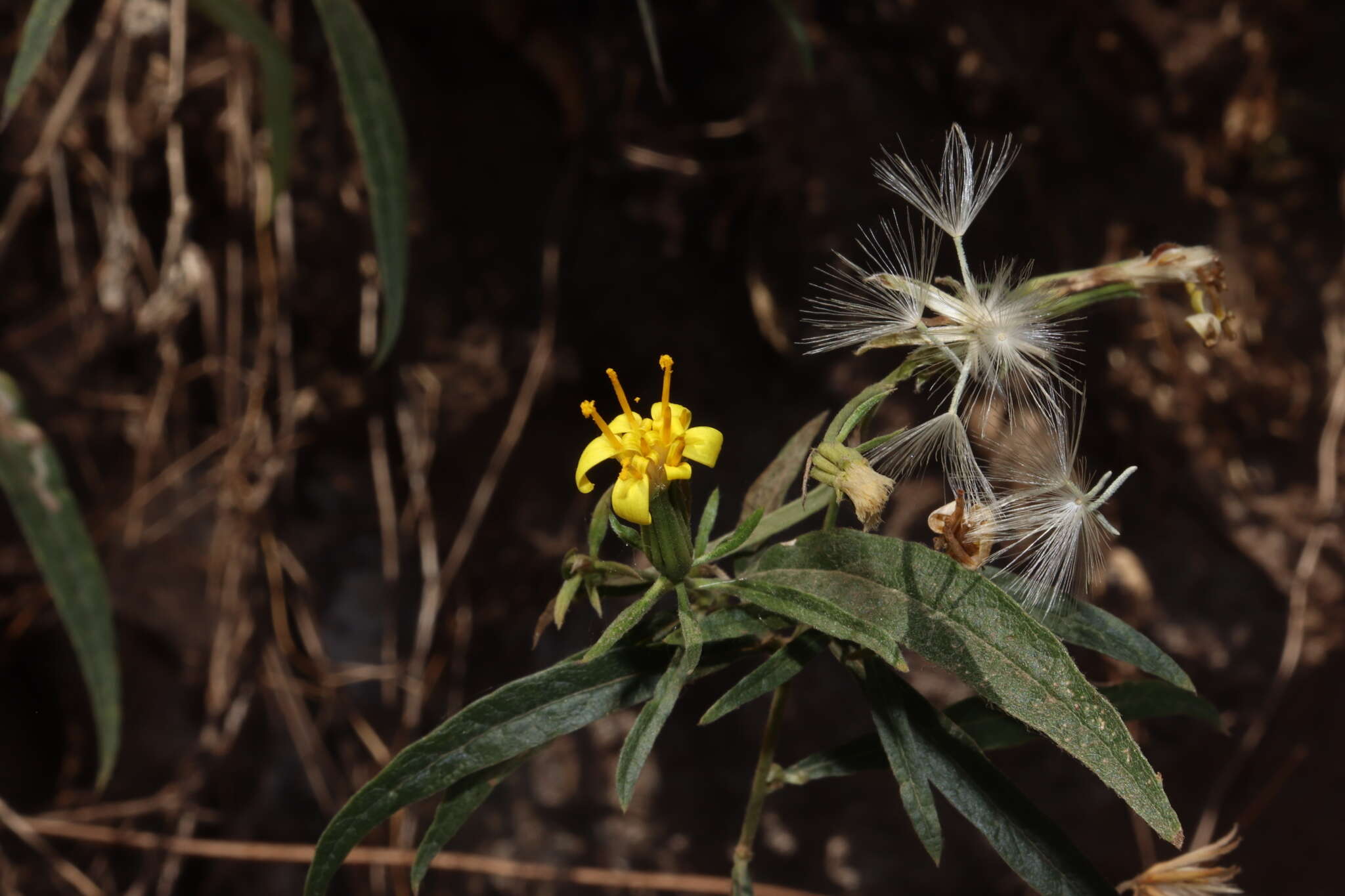 صورة Trixis hyposericea S. Wats.