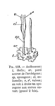 Image of Anthoceros