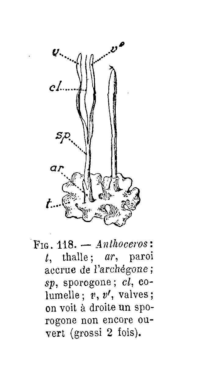 Image of hornwort