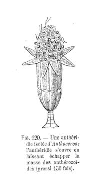 Image of Anthoceros