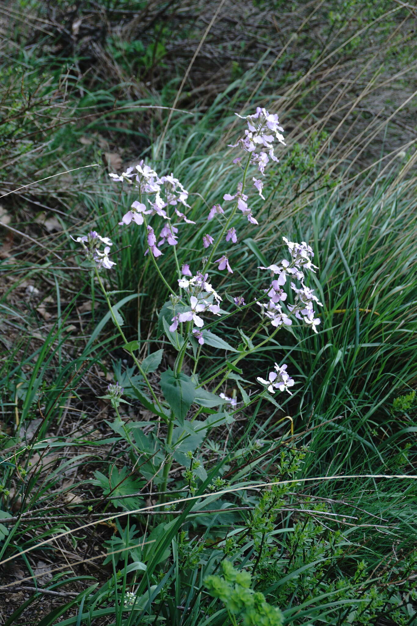 Слика од Hesperis steveniana DC.