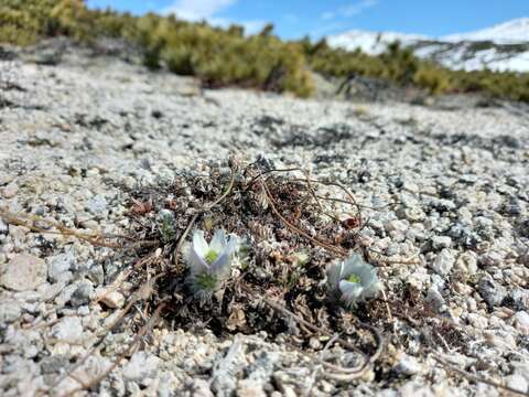 Image de Pulsatilla magadanensis Khokhryakov & Voroshilov