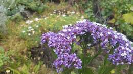 Image of Limonium imbricatum (Webb ex Girard) Hubbard ex L. H. Bailey