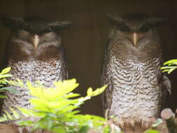 Image of Barred Eagle-Owl