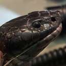 Image of Eastern Black Desert Cobra