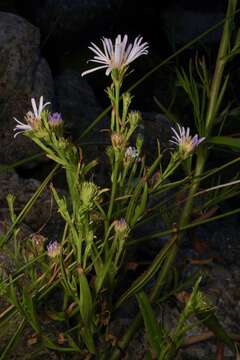 Imagem de Symphyotrichum lentum (Greene) G. L. Nesom