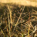 Image of plains lovegrass