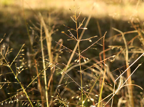 Image de Eragrostis intermedia Hitchc.