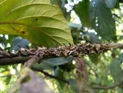 Image of Aconophora laminata Fairmaire