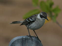 Image of Galapagos Mockingbird