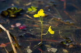 Image de Utricularia aurea Lour.