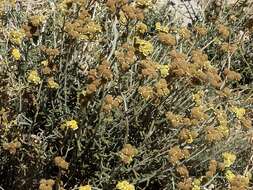 Image of Achillea falcata L.