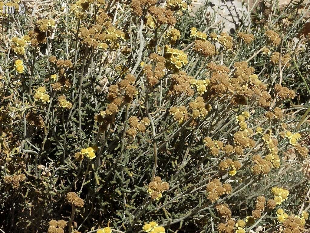 Image of Achillea falcata L.