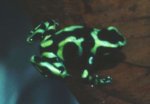 Image of Gold Arrow-poison Frog