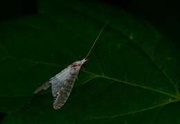 Image of Nectopsyche exquisita (Walker 1852)