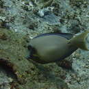 Image of Blackcheek Surgeonfish
