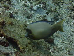 Imagem de Acanthurus tristis Randall 1993