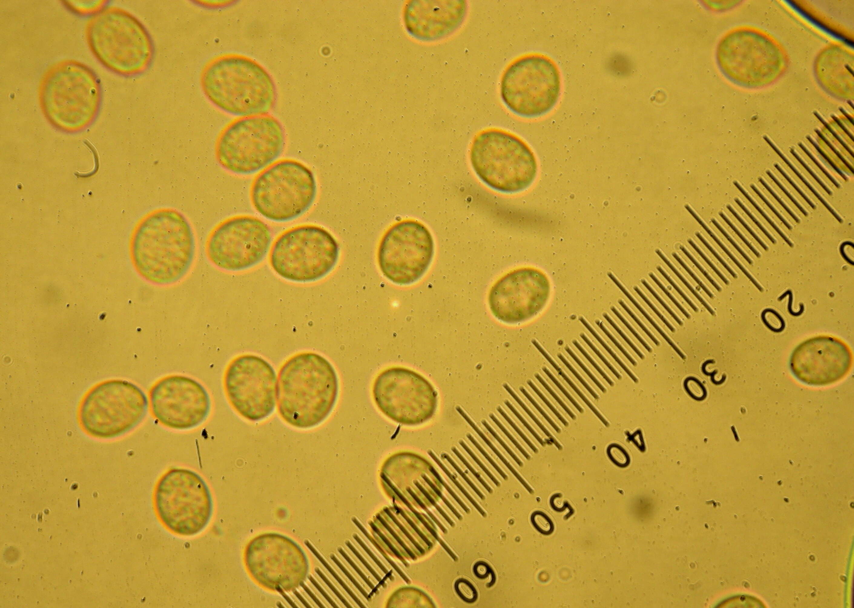 Image of Tubaria furfuracea (Pers.) Gillet 1876