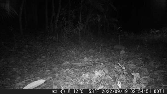 Image of Greater Naked-tailed Armadillo