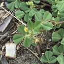 Image of Mediterranean medick