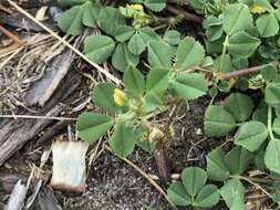 Image of Mediterranean medick