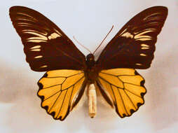 Image of Golden Birdwing