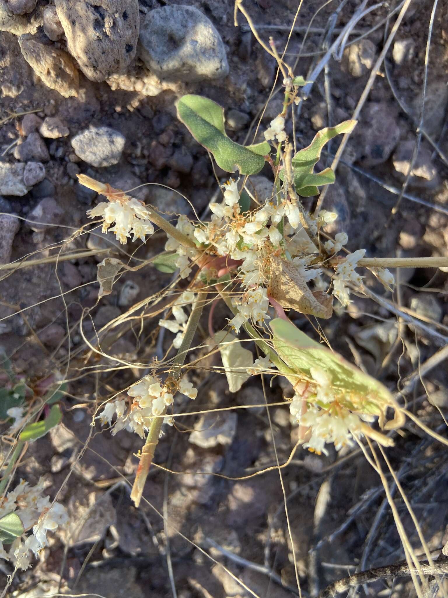 Imagem de Cuscuta tuberculata T. S. Brandegee