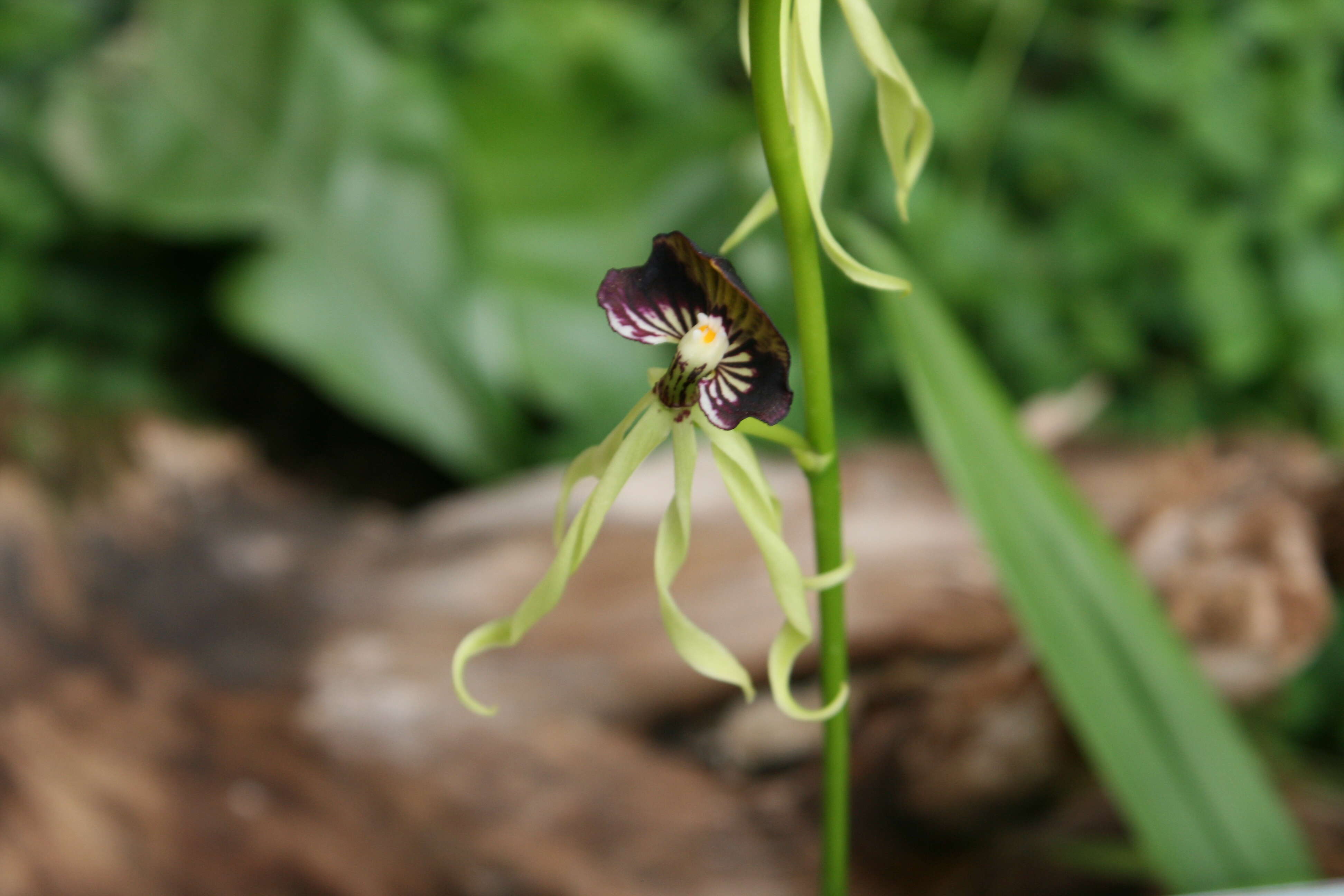 Слика од Prosthechea cochleata (L.) W. E. Higgins