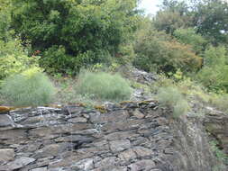 Image of hog's-fennel