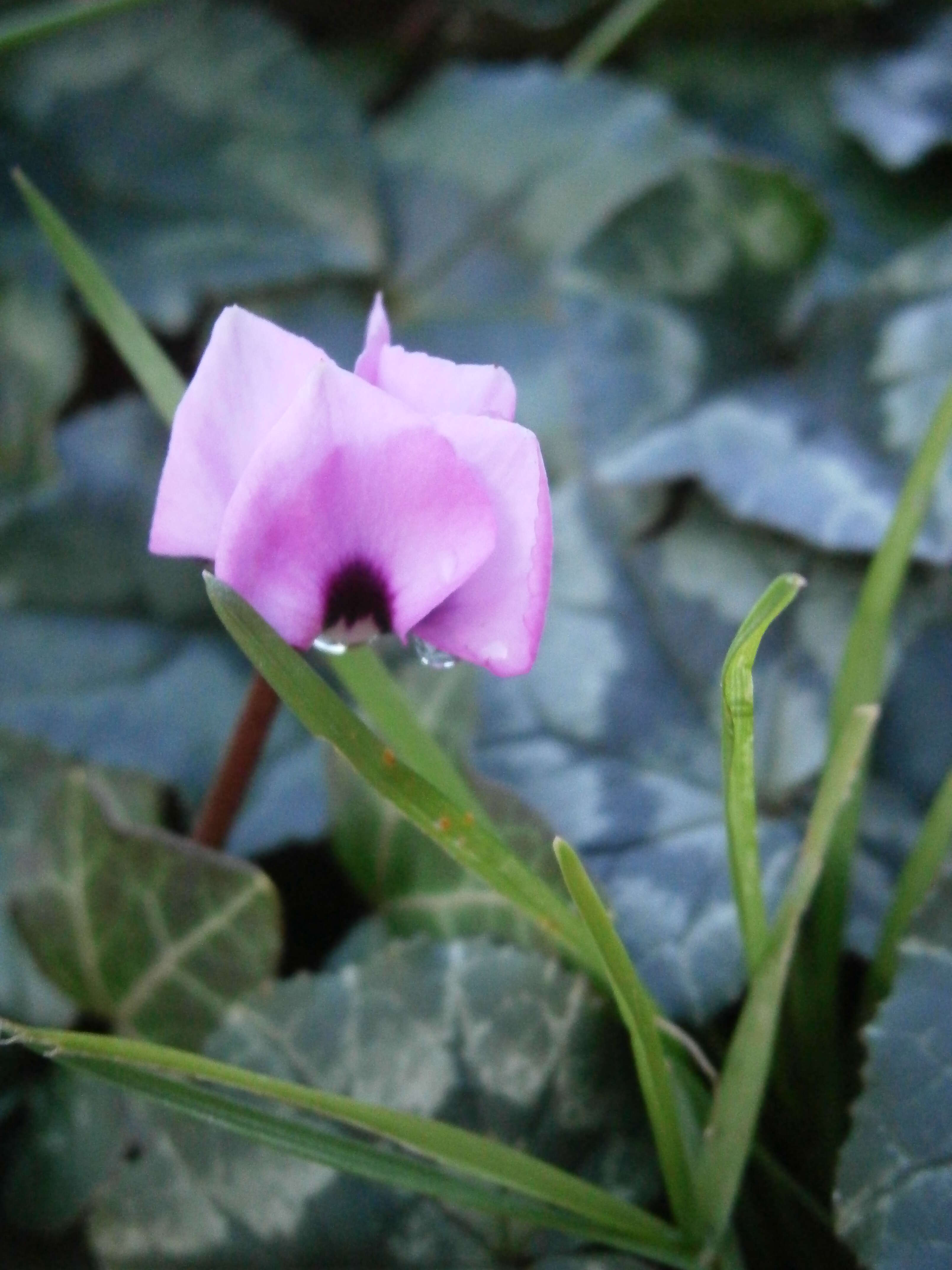 Image of Cyclamen coum Miller