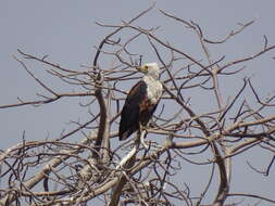 Image of African Fish Eagle