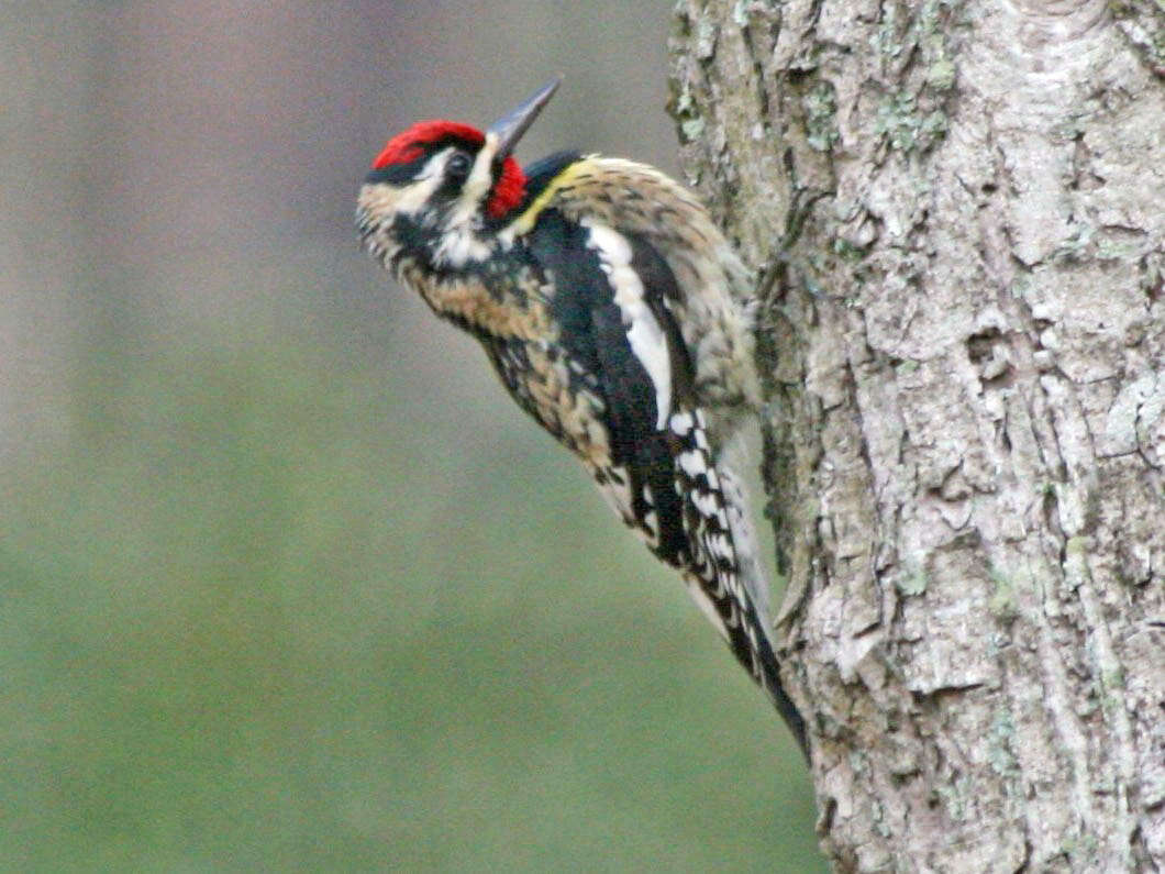 Image of Sapsucker