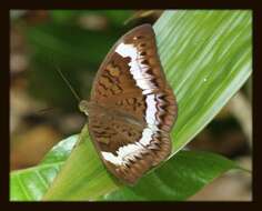 Tanaecia cibaritis Hewitson 1874 resmi