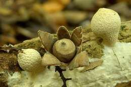 Image of Geastrum subiculosum Cooke & Massee 1887