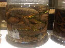 Image of Sea mouse