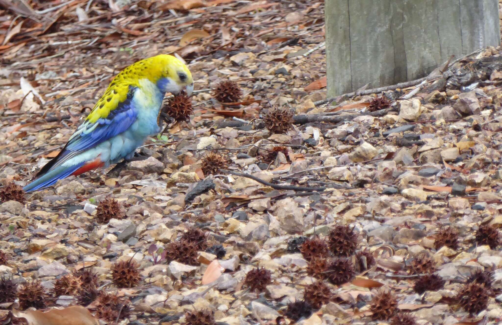 Image of Pale-headed Rosella