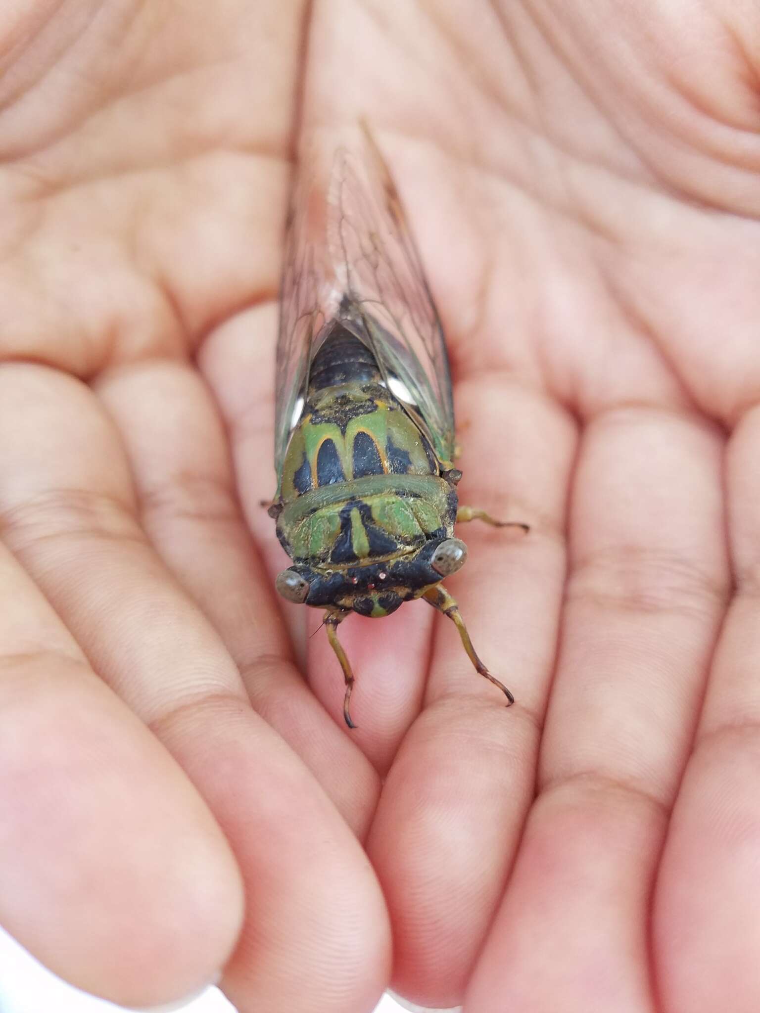 Image of Neotibicen pruinosus (Say 1825)