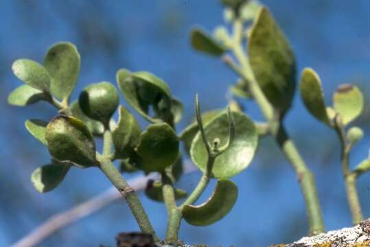 Image of Mistletoe