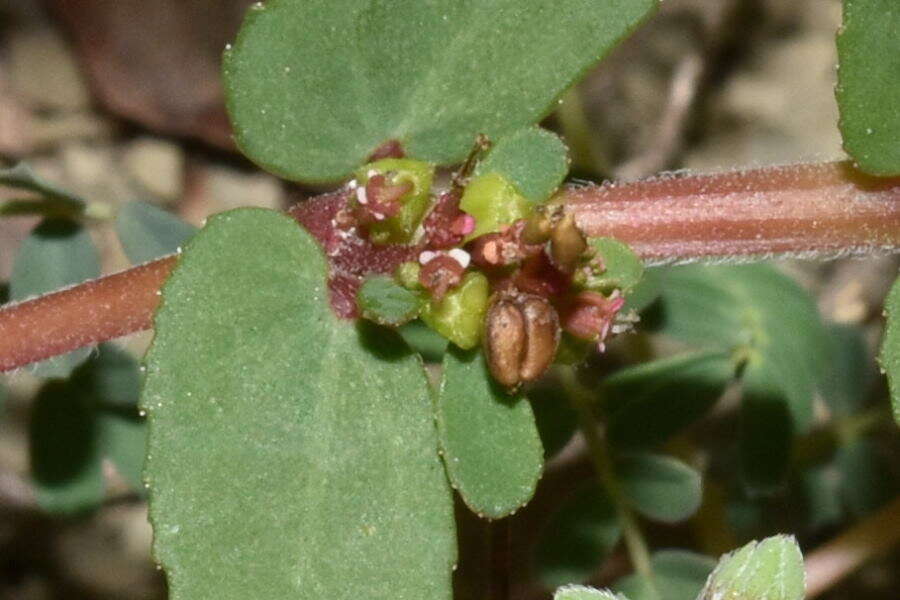 Image of Euphorbia leucantha (Klotzsch & Garcke) Boiss.