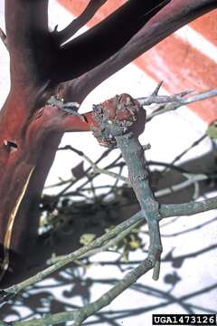 Image of oak mistletoe