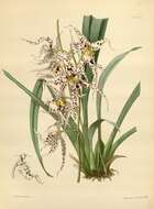 Image of Spotted Oncidium