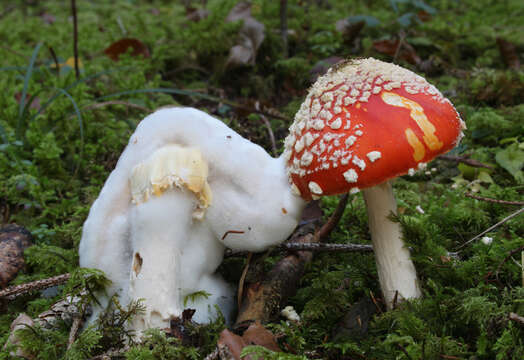 Image of Fly agaric